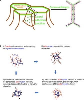 Spatio-Temporal Regulation of RhoGTPases Signaling by Myosin II